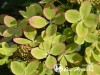 Hortenzija šluotelinė ,Pastel Green' (lot. Hydrangea paniculata)